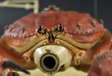 Panzerkrabbe